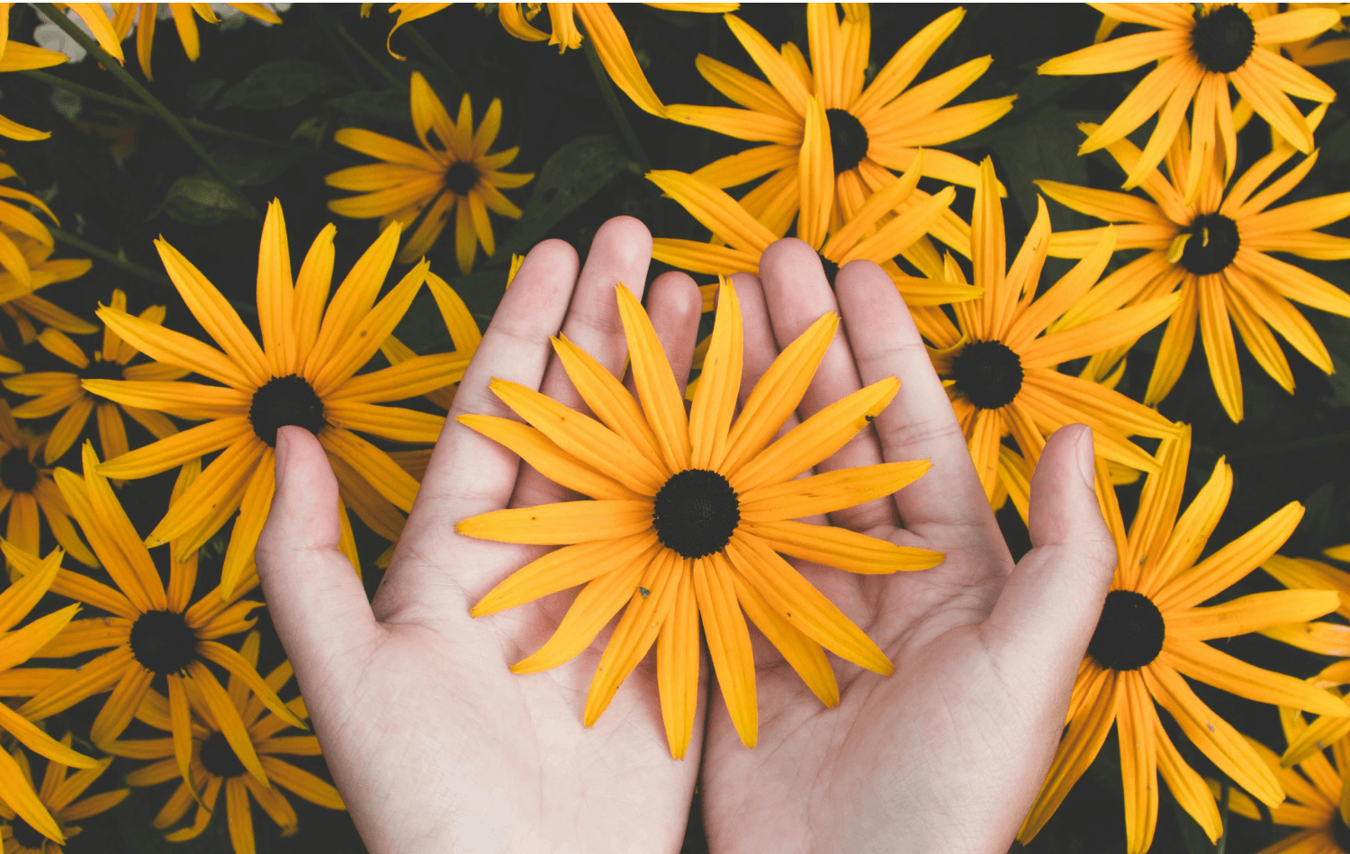 Heal Mind and Body Sunflower Image