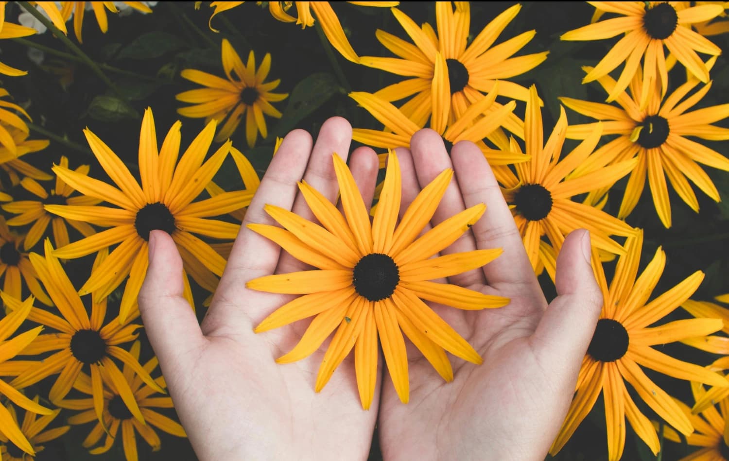 Heal Mind and Body Sunflower Image