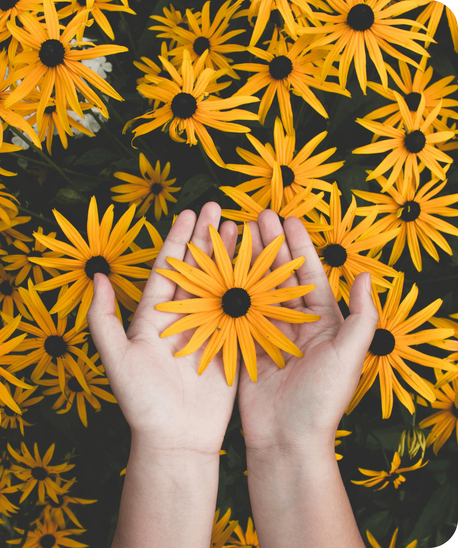 Heal Mind and Body Sunflower Image