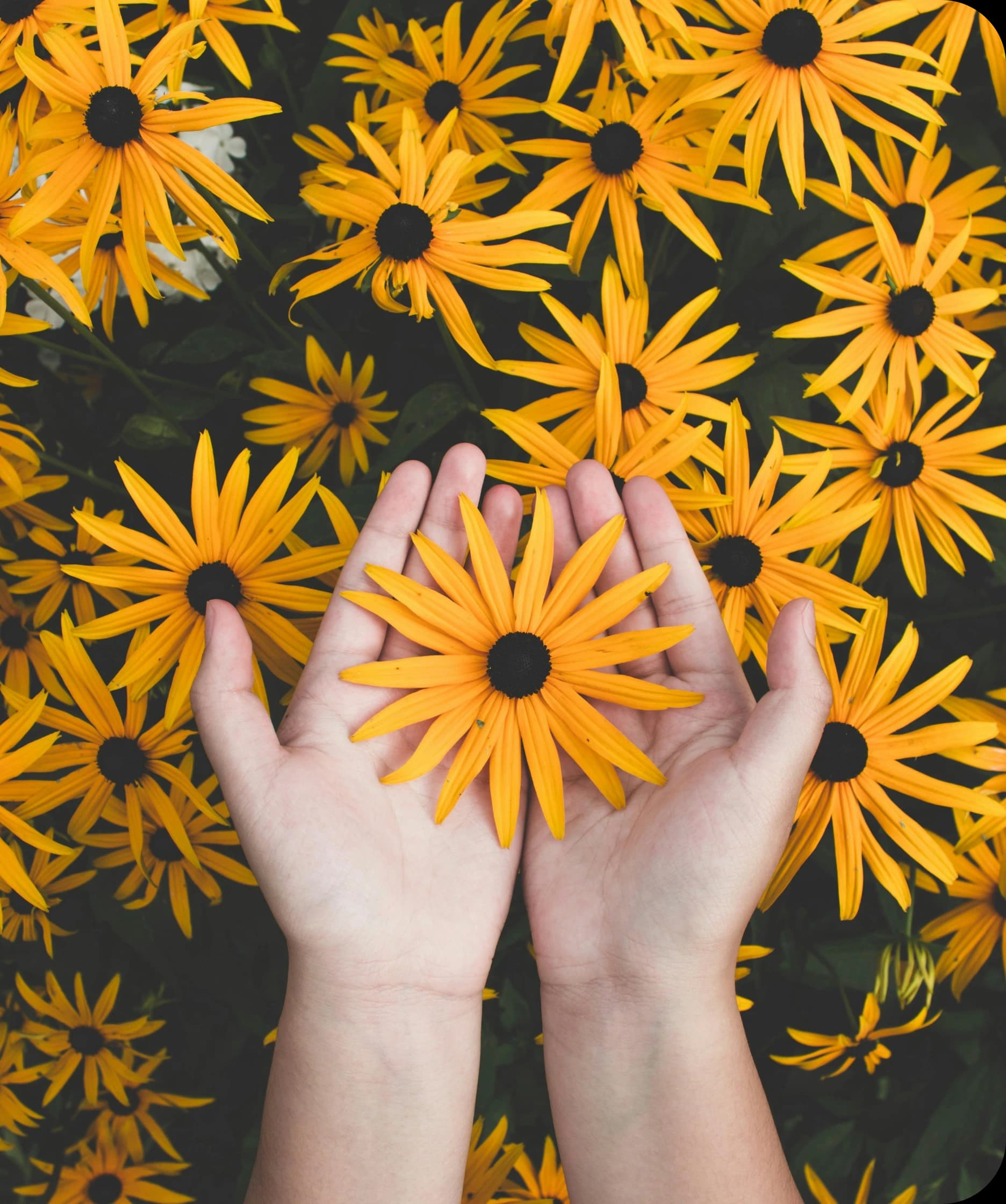 Heal Mind and Body Sunflower Image